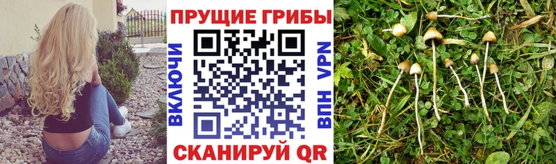 Купить где  Любань  Галлюциногенные грибы Psilocybe 